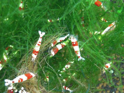 Crystal Red Shrimp: Keeping and Breeding Crystal Red Shrimp