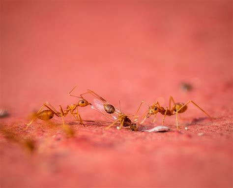 Life of red ants in my backyard captured in a closeup. : r/AntsCanada