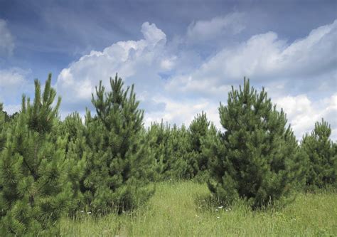 Red Pine - Pinus Resinosa | Conifers | Cold Stream Farm