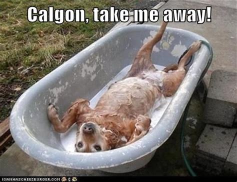 [10000ダウンロード済み√] calgon take me away meme gif 533376