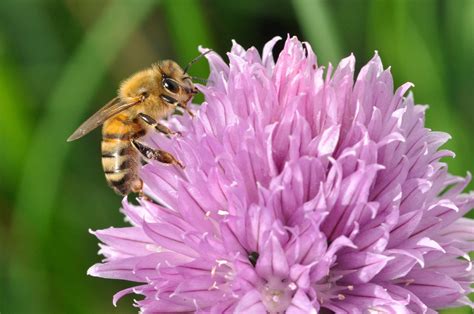 Planting Herbs that Attract Honey Bees