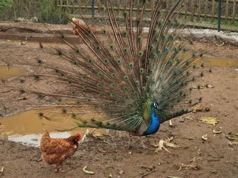 Can You Eat Peacock? How does it taste? - Northern Nester