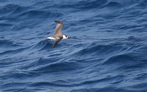 Seabirding: Black-capped Petrels to the North - by Kate Sutherland