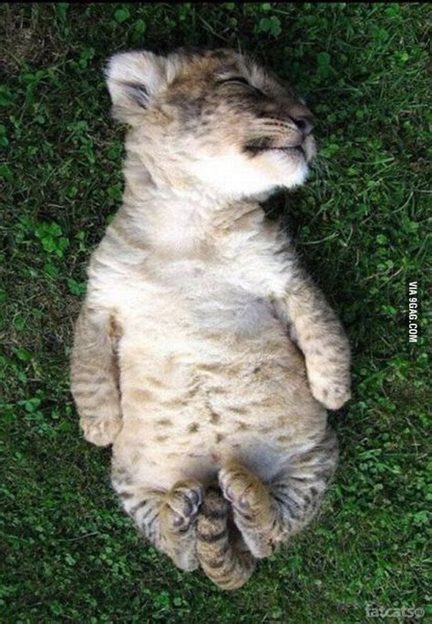 Sleeping lion cub - 9GAG