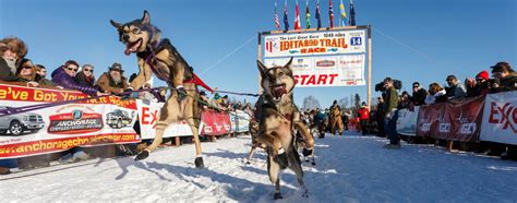 What Is The Iditarod Sled Dog Race | Turning Heads Kennel