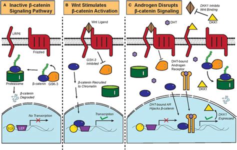 Biochemistry of the Wnt/β-catenin signaling pathway and its crosstalk... | Download Scientific ...