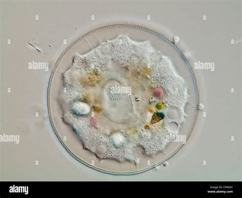 Arcella amoeba hi-res stock photography and images - Alamy