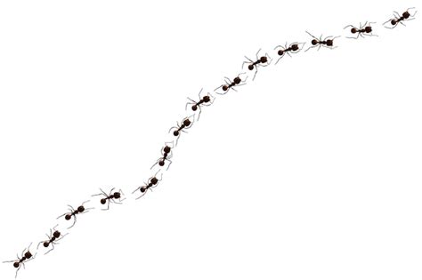 Premium Vector | Black ant trail Working insect curve group silhouettes ...