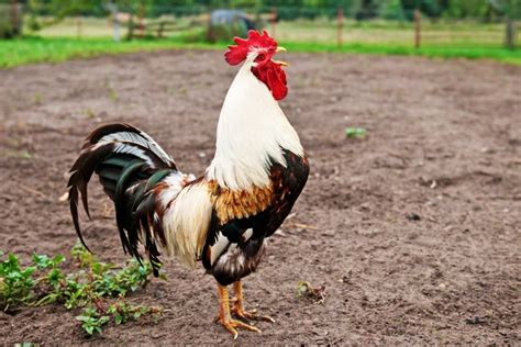 Can You Eat Roosters? How to Make the Most of an Unpopular Bird : Heart's Content Farmhouse