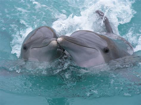 Why are baby whales and dolphins born with whiskers?