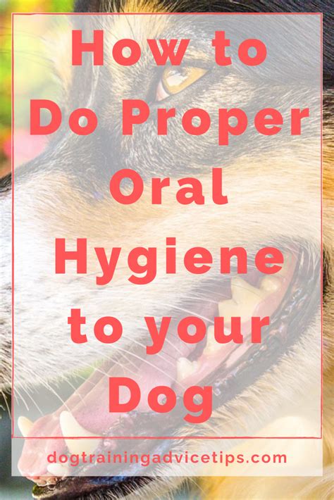 How to Do Proper Oral Hygiene to your Dog - Dog Training Advice Tips