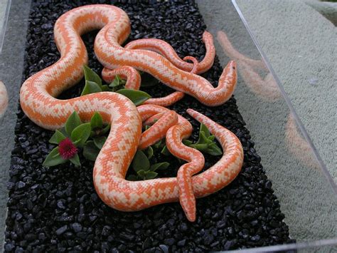 Albino Coastal | Rosy Boa Morphs