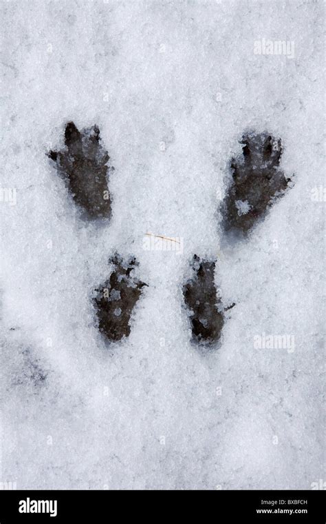 Eurasian red squirrel (Sciurus vulgaris) footprints in the snow in ...