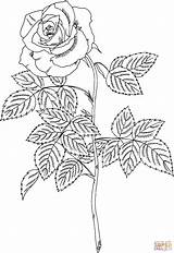 Brandy Hybrid Tea Rose coloring Page  Free Printable Coloring Pages sketch template