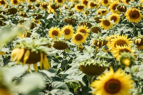 Premium Photo | Blooming sunflowers