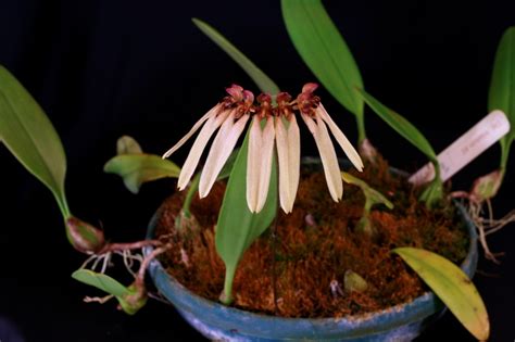 Bulbophyllum Species Photographs