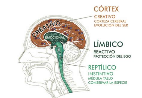 El Cerebro y las Emociones ~ Instituto de PNL del Uruguay