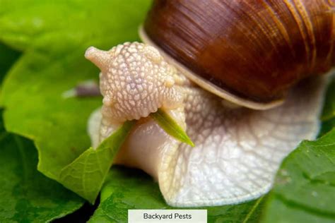 Eating Snails From Your Garden | Fasci Garden