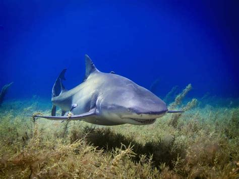 Top 7 Marine Apex Predators of the Ocean - Ocean Info