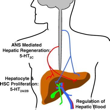 Serotonin synthesis and metabolism. The majority of whole body ...