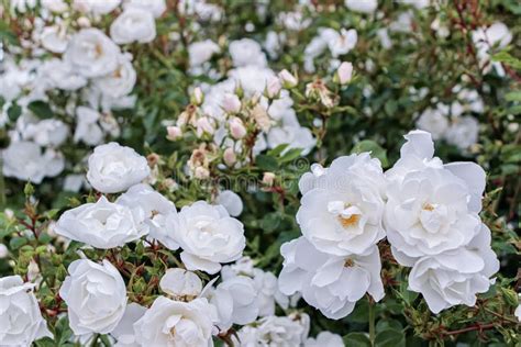 White rose in the garden stock photo. Image of flowers - 13471040