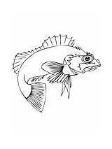 White Crappie Coloring Page  Free Printable Coloring Pages sketch template