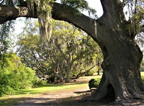 Boone Hall Plantation History: Intriguing and Incredible - Past Lane ...