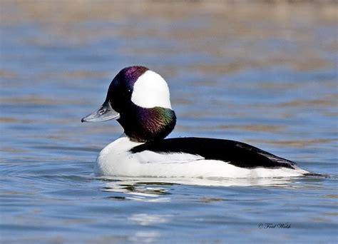 fred walsh photos: Bufflehead Duck, male