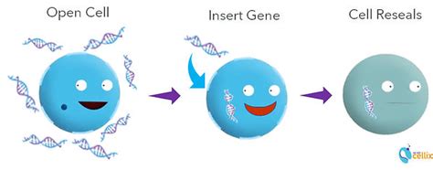 Transfection Efficiencies | Cell Analysis | Inish Solutions