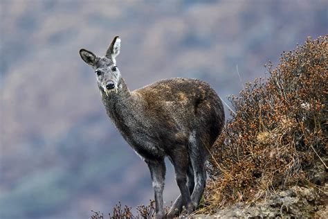 Musk Deer Gland