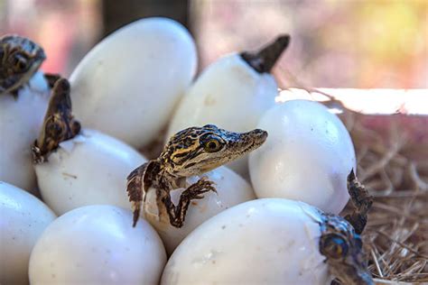 Picture Of Alligator Stock Photos, Pictures & Royalty-Free Images - iStock