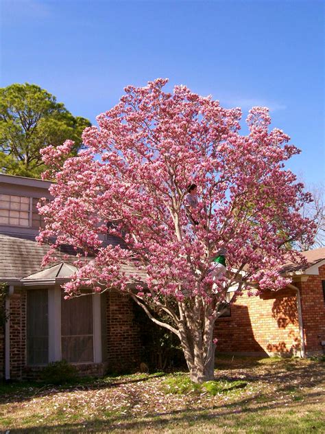 Rockhounding Around: My Japanese/ Tulip magnolia tree bloomed too early this year