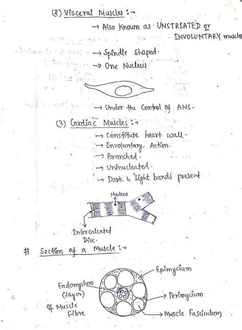 Locomotion and movement class 11 Handwritten Notes PDF Download – Shop Handwritten Notes (SHN)