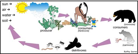 Taiga Food Chain