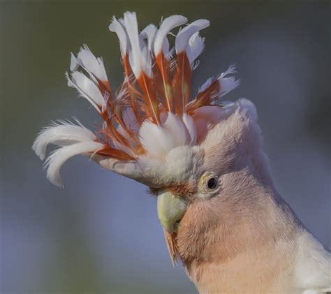 Northern Australian Birding & Wildlife - Australian Geographic