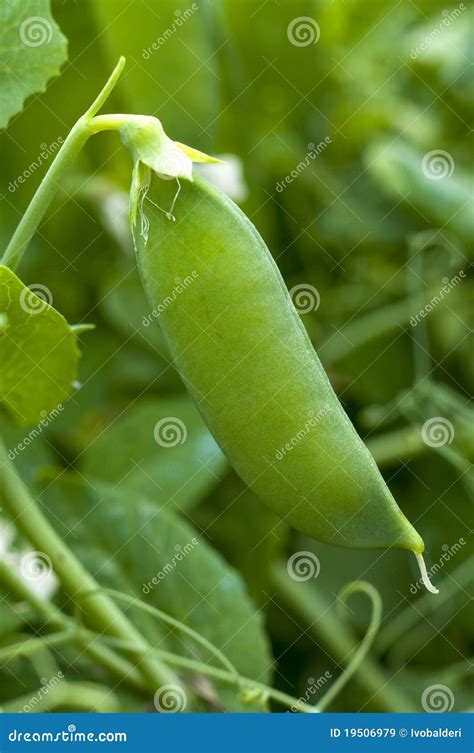 Green peas plant growing stock image. Image of natural - 19506979