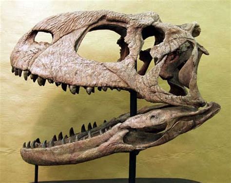 File:Abelisauridae skull comparison.JPG - Wikimedia Commons