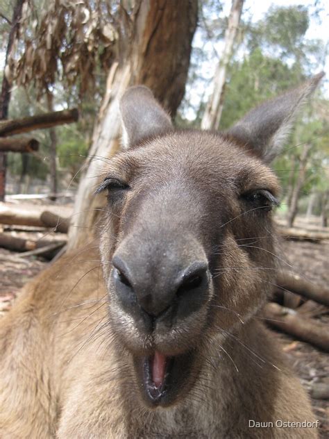 "Laughing Kangaroo" by Dawn Ostendorf | Redbubble