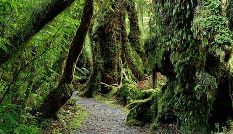 6 Amazing Places To Spot Glow Worms in New Zealand - lifeberrys.com