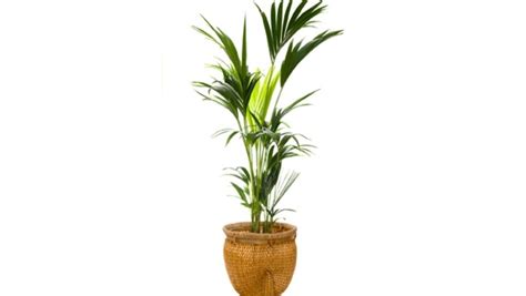 The top five indoor plants that will give back the most love | Majesty palm, Plants, Indoor plants