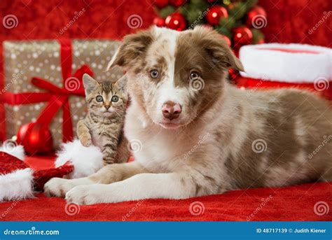 Christmas Cat And Dog Stock Photo - Image: 48717139