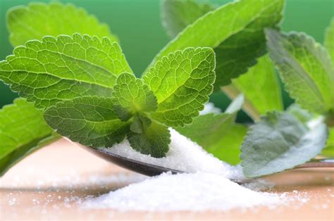 The Health Benefits of Stevia | Price-Pottenger