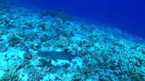 Sharks Maui.mov - YouTube