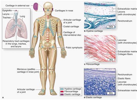 Cartilage | Basicmedical Key