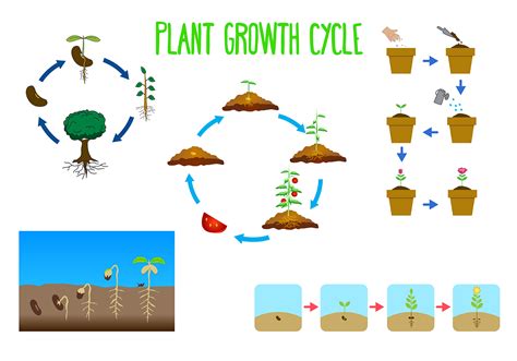 Free Plant Growth Cycle Vector - Download Free Vector Art, Stock ...