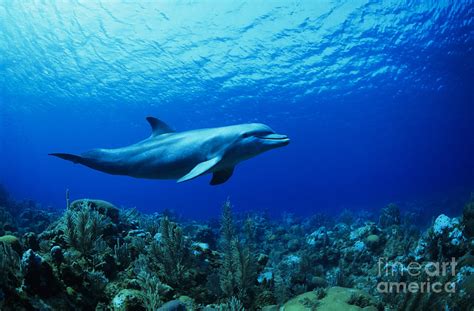 Caribbean, Bottlenose Dolphin Underwater Over Coral Reef _captive ...