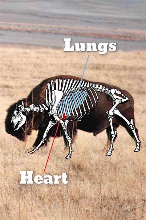 Bison Anatomy Chart