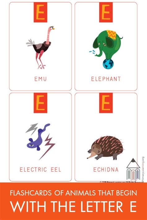 Flashcards Of Animals That Begin With The Letter E | Flashcards, Alphabet activities preschool ...