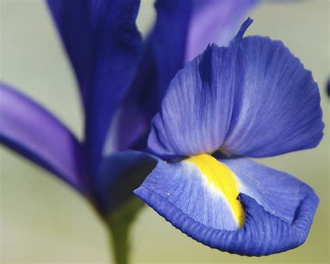 Opening Blue Iris | Blue Japanese Iris | jencape | Flickr