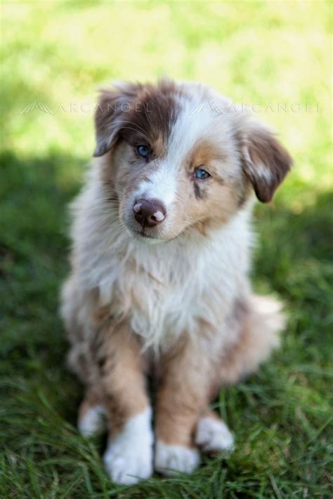 Our Red Merle Australian Shepherd puppy :) | Cute puppies, Red merle australian shepherd, Puppies